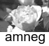cct_amneg.gif