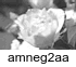 cct_amneg2aa.gif