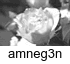 cct_amneg3n.gif