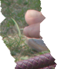 dpt_toes_h.pngjpg
