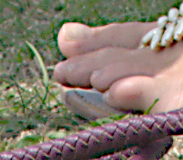 gg_toes_unsL.png
